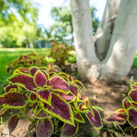 Konukevi Cataleya 2 Venus